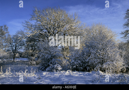 La neige a couvert des arbres dans la campagne lettone Banque D'Images