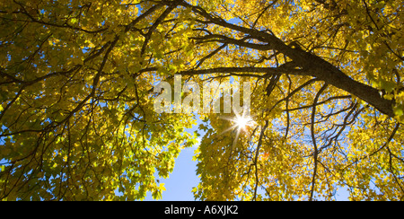 Shinning Soleil par Maple Tree New England USA Banque D'Images