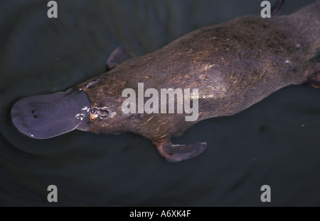 L'Australie, Queensland, Eungella National Park, l'ornithorynque (Ornithorhynchus anatinus) baignade dans la rivière cassée Banque D'Images