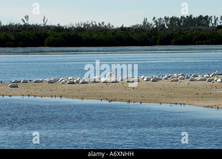 FL Floride du sud-ouest Fort Meyers Ft Myers J N Ding Darling National Wildlife Refuge Sanibel Island Banque D'Images