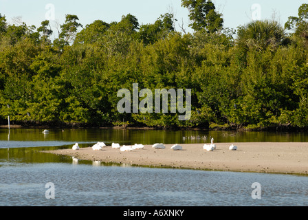 FL Floride du sud-ouest Fort Meyers Ft Myers J N Ding Darling National Wildlife Refuge Sanibel Island Banque D'Images