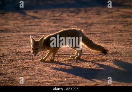 Le renard gris (Dusicyon griseus) dans l'ouest de l'Argentine, Talampaya Banque D'Images