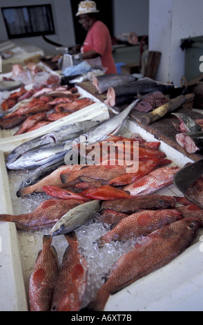 Caraïbes, la Grenade, Saint George. Marché aux poissons. Banque D'Images