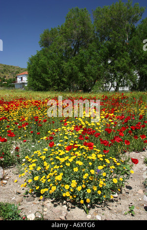 Un champ de coquelicots et de marguerites jaunes Lesbos, Grèce Banque D'Images