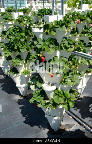 L'agriculture hydroponique fraise à Ruskin Floride Tampa Hillsborough Comté du centre-ouest du Golfe Banque D'Images