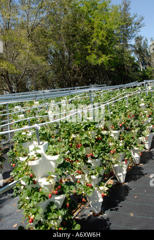 L'agriculture hydroponique fraise à Ruskin Floride Tampa Hillsborough Comté du centre-ouest du Golfe Banque D'Images