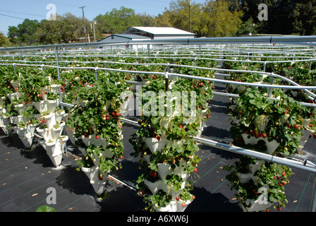 L'agriculture hydroponique fraise à Ruskin Floride Tampa Hillsborough Comté du centre-ouest du Golfe Banque D'Images