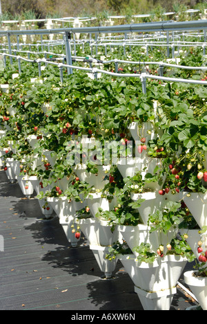 L'agriculture hydroponique fraise à Ruskin Floride Tampa Hillsborough Comté du centre-ouest du Golfe Banque D'Images