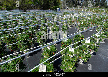 L'agriculture hydroponique fraise à Ruskin Floride Tampa Hillsborough Comté du centre-ouest du Golfe Banque D'Images