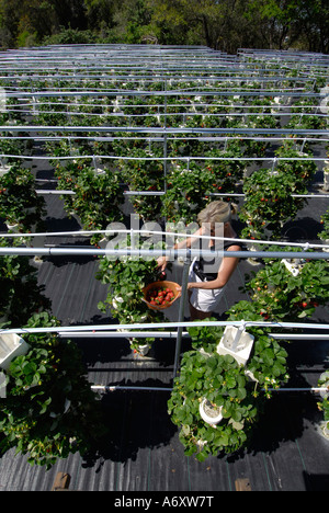 L'agriculture hydroponique fraise à Ruskin Floride Tampa Hillsborough Comté du centre-ouest du Golfe Banque D'Images