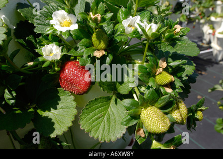 L'agriculture hydroponique fraise à Ruskin Floride Tampa Hillsborough Comté du centre-ouest du Golfe Banque D'Images