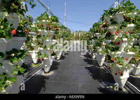 L'agriculture hydroponique fraise à Ruskin Floride Tampa Hillsborough Comté du centre-ouest du Golfe Banque D'Images