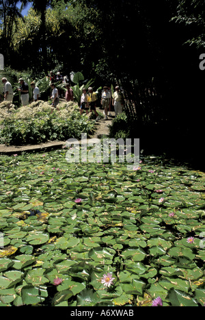 Caraïbes, Antilles, Martinique Jardin de Balata ; eau lillies (Nymphaeceae) Banque D'Images