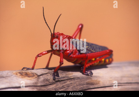 Sauterelle asclépiade Phymateus morbillosus Afrique du Sud Banque D'Images