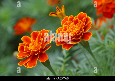 Marigold close-up Tagetes patula Banque D'Images