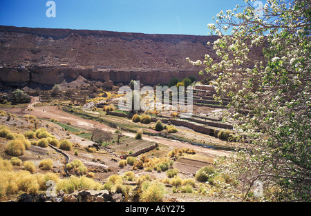 Terrasses agricoles fertiles à Caspana town situé dans une oasis de vert dans le désert d'Atacama Banque D'Images