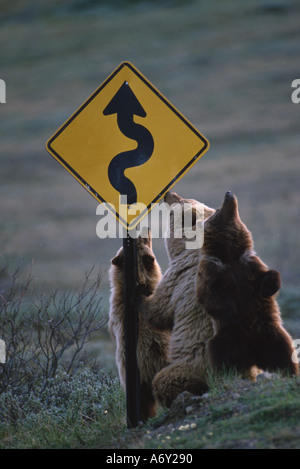 Sow Grizzly Cub Frottez le dos sur le signe de l'AK Denali NP Banque D'Images
