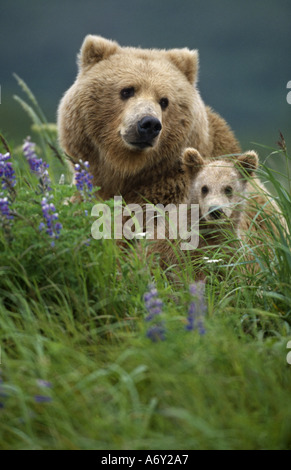 Grizzli d'oursons dans Grass Hallo Bay Alaska Katmai NP Banque D'Images