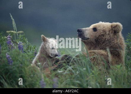 Grizzli d'oursons dans Grass Hallo Bay Alaska Katmai NP Banque D'Images