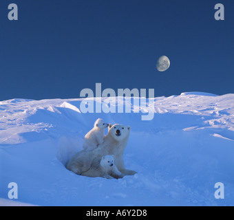 Polar Bear Sow oursons au repos dans la neige Canada Churchill Banque D'Images