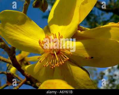 Kaipok Kakadu Fleurs Natl Park Australie Banque D'Images