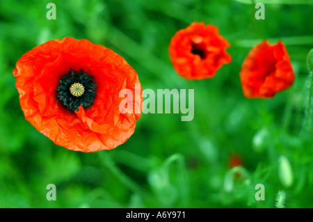 Fleur rouge avec deux fleurs en arrière-plan Banque D'Images