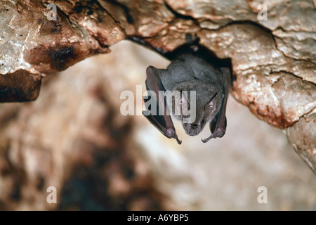 Grotte de chauve-souris dans le toit de l'Amérique centrale Belize Banque D'Images