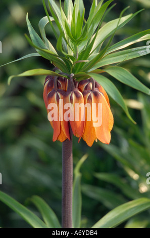 Couronne impériale Fritillaria imperialis, Lily Banque D'Images