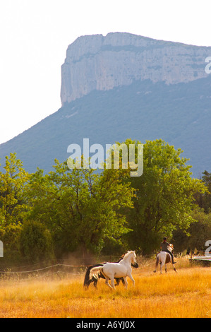 Le Massif de montagne d'Hortus mountain cliff. Pic St Loup. Languedoc. Chevaux qui courent en liberté dans un champ. La France. L'Europe. Banque D'Images