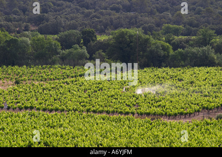 Pic St Loup. Languedoc. Un tracteur de la pulvérisation avec traitement dans le vignoble. La France. L'Europe. Banque D'Images