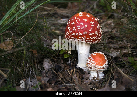 Agaric mouche Amanita muscaria Nom commun Nom latin d'un champignon vénéneux Banque D'Images