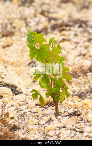 Prieuré de St Jean de Bebian. Région Pézenas. Languedoc. Feuilles de vigne. Les jeunes vignes. Un an, première année. Trois ans vieux Chardon Banque D'Images