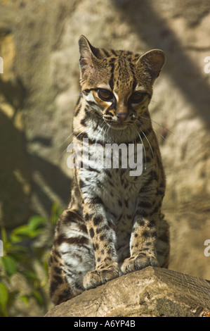 , Margay Leopardus wiedii rare, un chat d'Amérique du Sud Banque D'Images