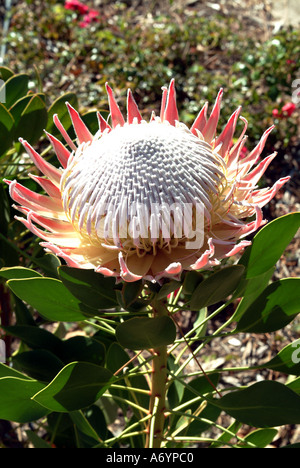 Photo:King Protea L Proteaceae en fleurs des jardins botaniques de Kirstenbosch Cape Town Afrique du Sud Banque D'Images