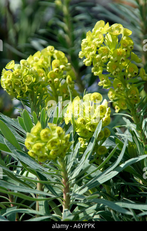 Euphorbia characias wulfenii Lambrook Gold début avril Banque D'Images