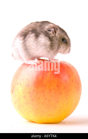 Hamster sur un Apple Banque D'Images