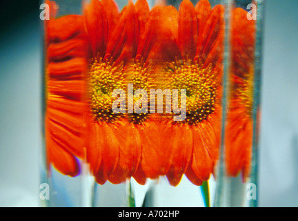 Gerbera Réflexions III Banque D'Images