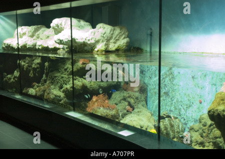 Grand aquarium détail au Zoo Artis, Amsterdam, Pays-Bas Banque D'Images