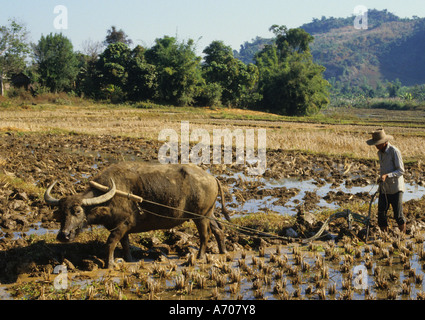 Le buffle d'eau des rizières de Mae Sai Triangle d'or Thaïlande Banque D'Images