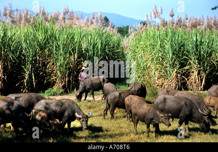 Thaïlande Thai Asie Asie de l'agriculteur de la ferme de buffle Banque D'Images