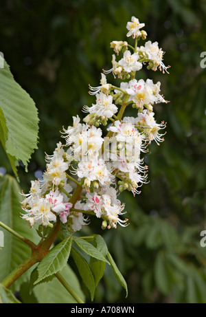 Fleur de Marronnier Aesculus hippocastanum dans la famille de Buckeye Hippocastanaceae Wales UK Banque D'Images