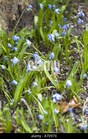 Gros plan de la plante Scilla siberica avec de délicates fleurs bleues en forme de cloche fleurissant dans un jardin printanier. Banque D'Images