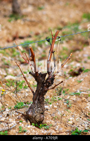 Domaine Jean Baptiste Senat. Dans la région de Trausse. Minervois. Languedoc. Vignes en gobelet d'émondage. Vieux, noueux et torsion de la vigne. Vignoble en hiver. Allumé en début de matinée. Un jour d'hiver pluvieux et brumeux. La France. L'Europe. Vignoble. Banque D'Images