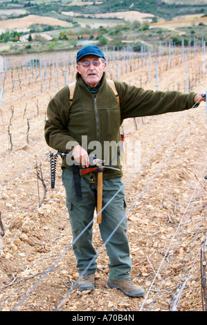 M. Astruc tendant à sa vigne. Mont Tauch Cave coopérative co-operative à Tuchan. Fitou. Languedoc. Vignes en cordon royat l'élagage. La taille de l'homme de la vigne. La France. L'Europe. Vignoble. Banque D'Images