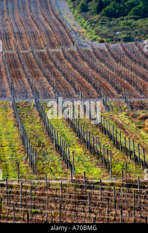 Domaine Gérard Bertrand, Chateau l'Hospitalet. La Clape. Languedoc. Le vignoble. La France. L'Europe. Banque D'Images