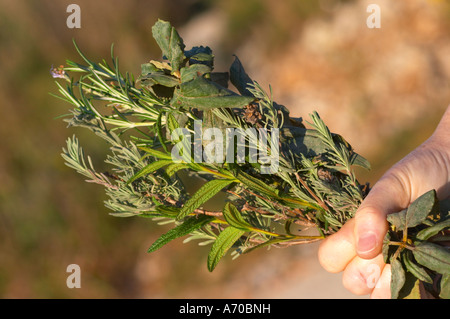 La Clape. Languedoc. Domaine Mas du Soleilla. La végétation du sous-bois de garrigue avec des buissons et des herbes. Main tenant un bouquet de fines herbes et épices cueillies dans la garrigue : romarin, sauge romarin sauge thym thym,... La France. L'Europe. Banque D'Images