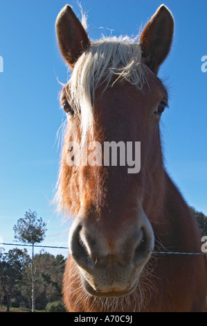 Domaine Fontedicto, Caux. Région Pézenas. Languedoc. Cheval pour travailler manuellement le vignoble du sol. La France. L'Europe. Banque D'Images