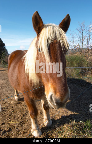 Domaine Fontedicto, Caux. Région Pézenas. Languedoc. Cheval pour travailler manuellement le vignoble du sol. La France. L'Europe. Banque D'Images