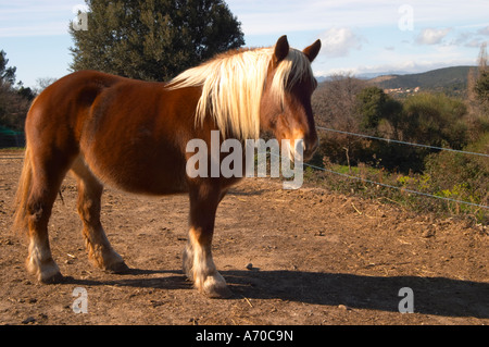 Domaine Fontedicto, Caux. Région Pézenas. Languedoc. Cheval pour travailler manuellement le vignoble du sol. La France. L'Europe. Banque D'Images