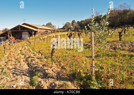 Domaine Fontedicto, Caux. Région Pézenas. Languedoc. Terroir le sol. La cave du bâtiment. La France. L'Europe. Vignoble. Banque D'Images